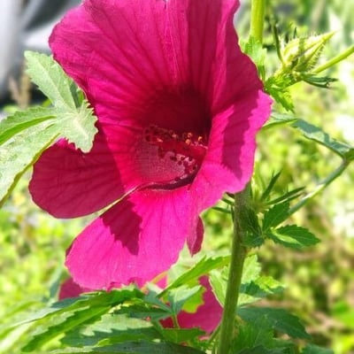 Hibiscus cannabinus — flower