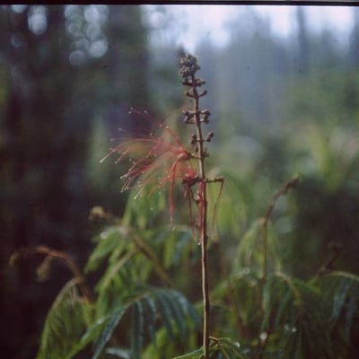 Calliandra houstoniana — flower