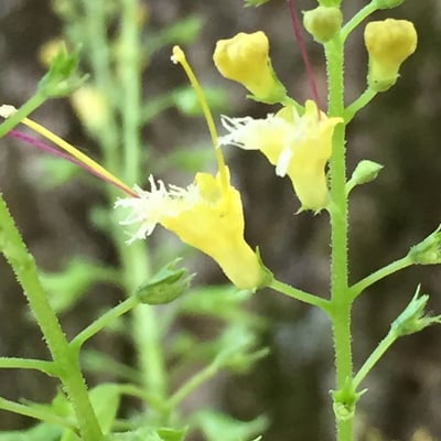 Collinsonia canadensis — flower