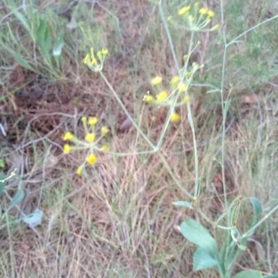 Bupleurum rigidum — flower
