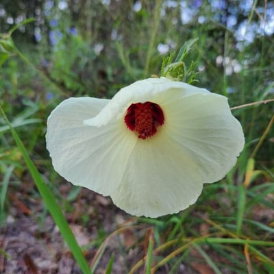 Hibiscus aculeatus — flower