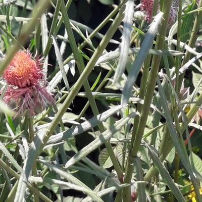 Mantisalca salmantica — flower