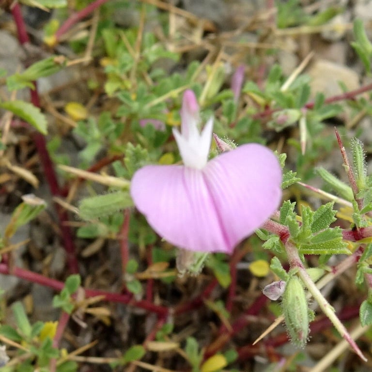 Thorny restharrow