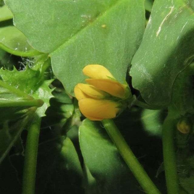 Medicago arabica — flower
