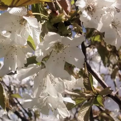 Prunus cerasus — flower