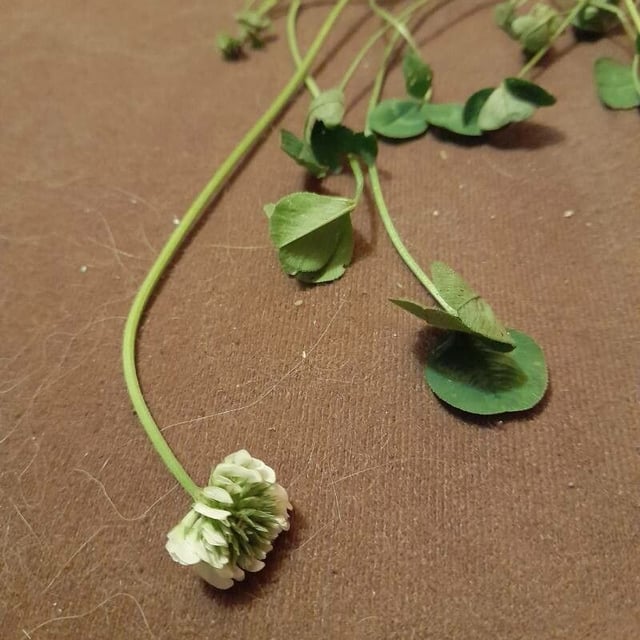 Trifolium nigrescens — flower