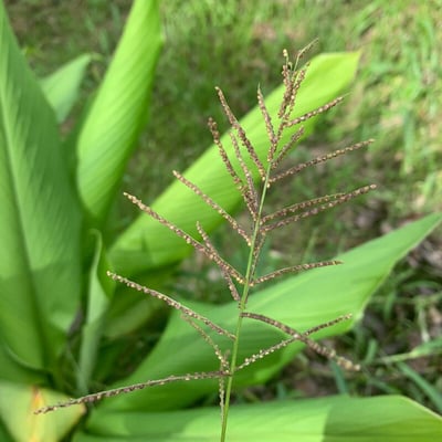 Paspalum paniculatum — flower