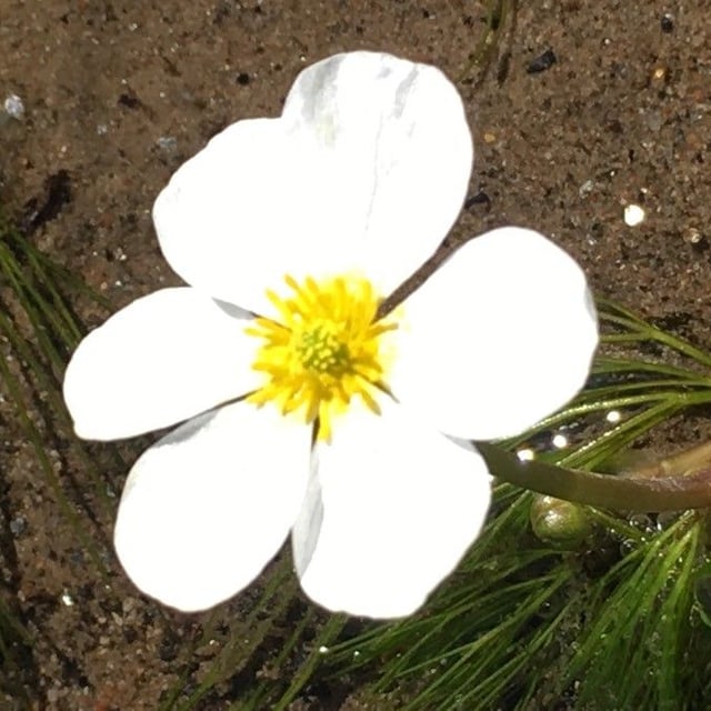 Ranunculus fluitans — flower