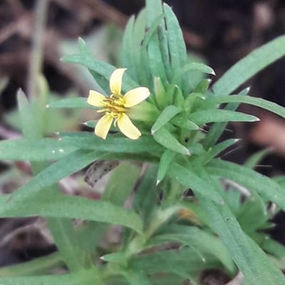 Pectis elongata — flower