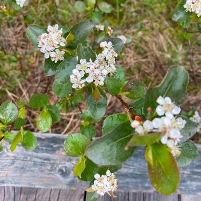 Aronia melanocarpa — flower