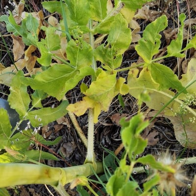 Opopanax chironius — leaf