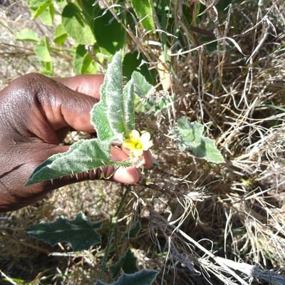 Cucumis prophetarum — flower