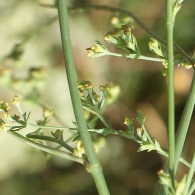 Bupleurum tenuissimum — flower