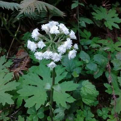 Petasites frigidus — flower