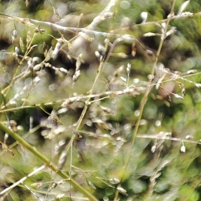 Aira elegantissima — flower