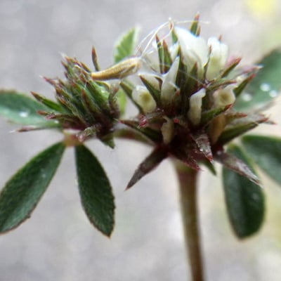 Trifolium scabrum — flower