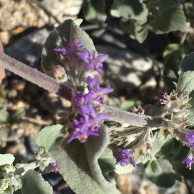 Condea emoryi — flower