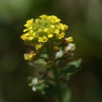 Alyssum alyssoides — flower