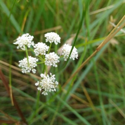 Oenanthe lachenalii — flower