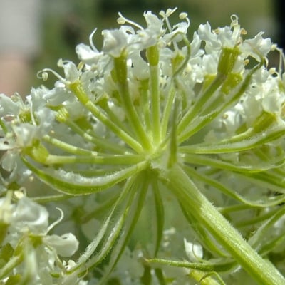 Laserpitium halleri — flower
