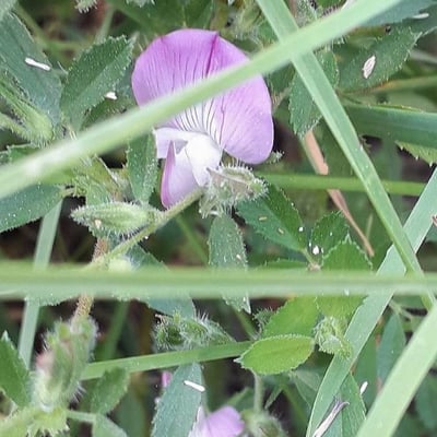 Ononis reclinata — flower