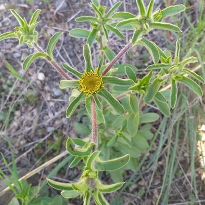 Pallenis spinosa — flower
