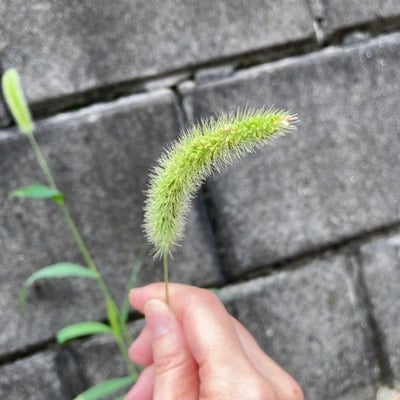 Setaria faberi — flower