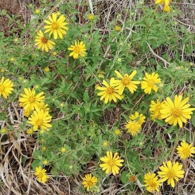 Heterotheca villosa — flower