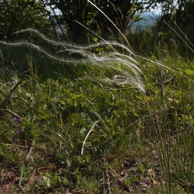 Stipa pennata — flower