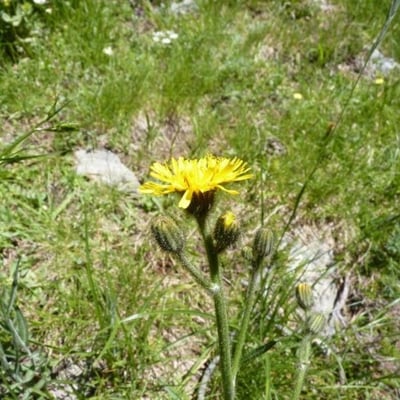 Willemetia stipitata — flower