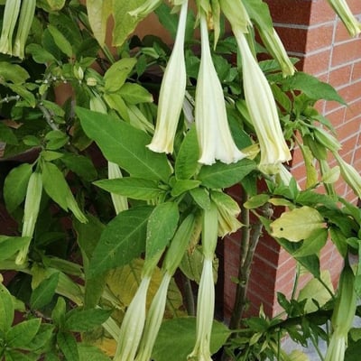 Brugmansia arborea — flower