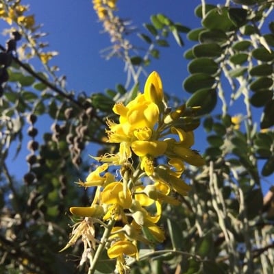 Sophora tomentosa — flower