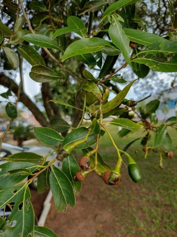 Ocotea diospyrifolia
