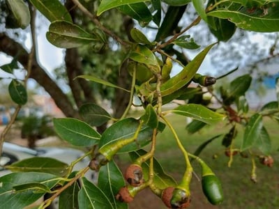 Ocotea diospyrifolia