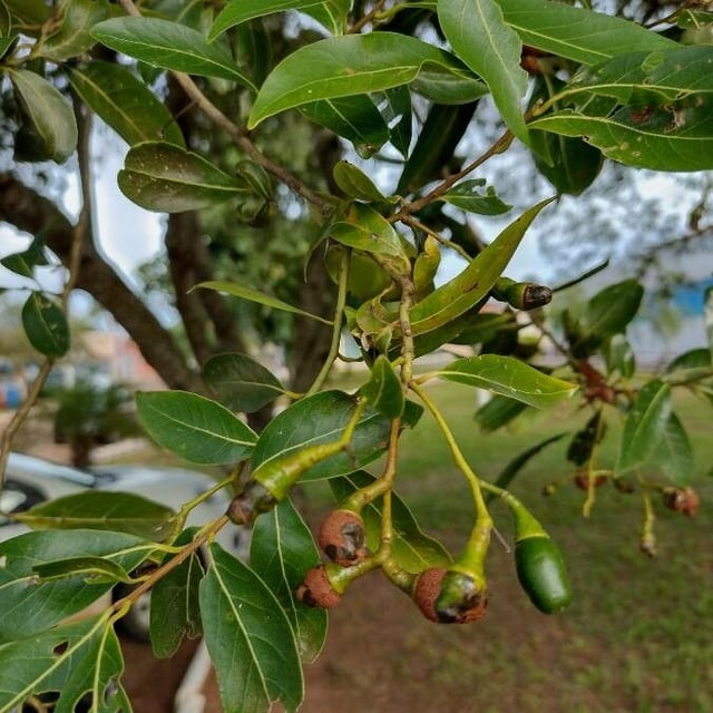 Ocotea diospyrifolia