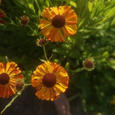 Helenium flexuosum — flower