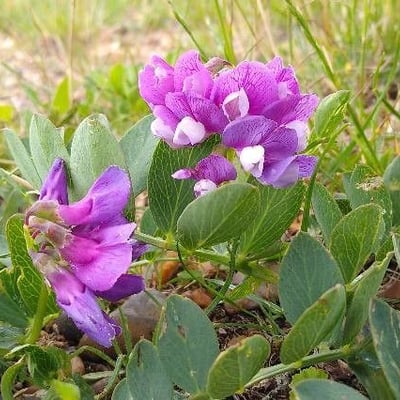 Lathyrus japonicus — flower