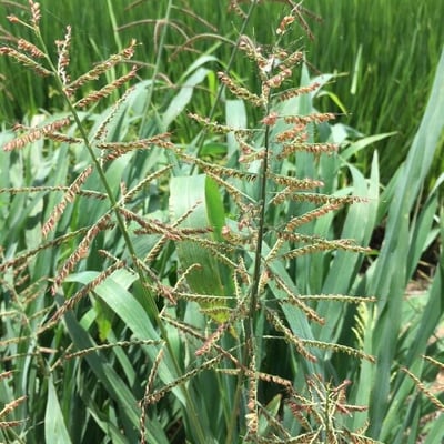 Paspalum paniculatum — flower