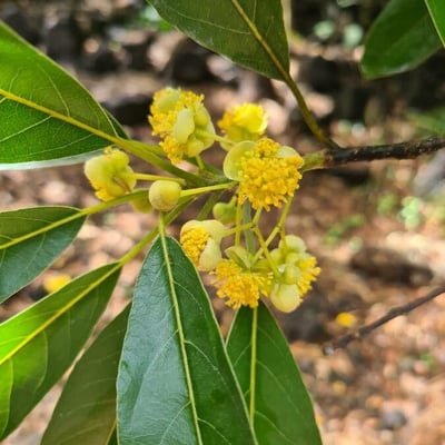 Litsea glutinosa — flower