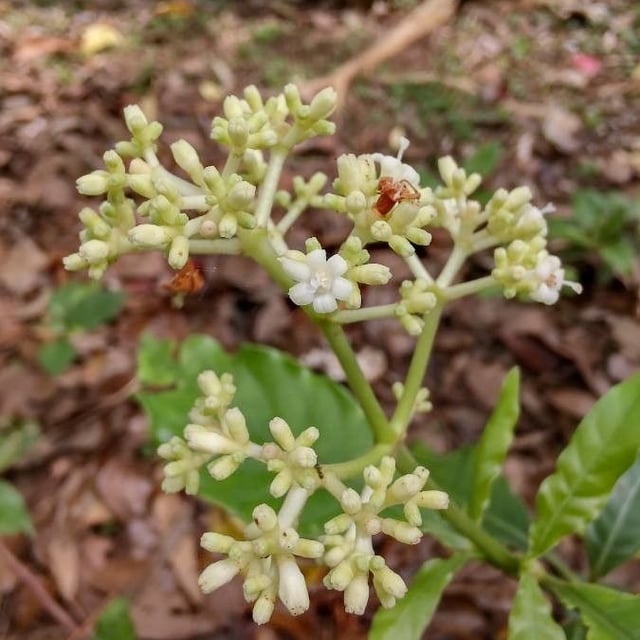 Psychotria carthagenensis — flower