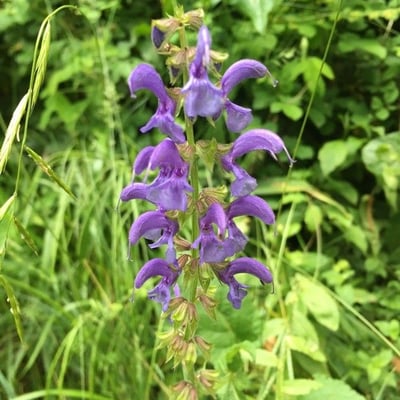 Salvia pratensis — flower