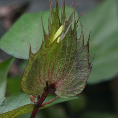 Gossypium arboreum — flower