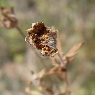 Potentilla argentea — fruit