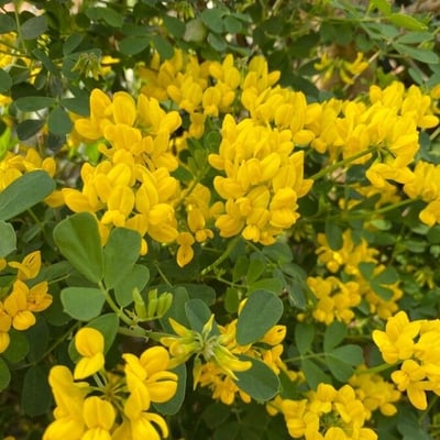 Coronilla coronata — flower