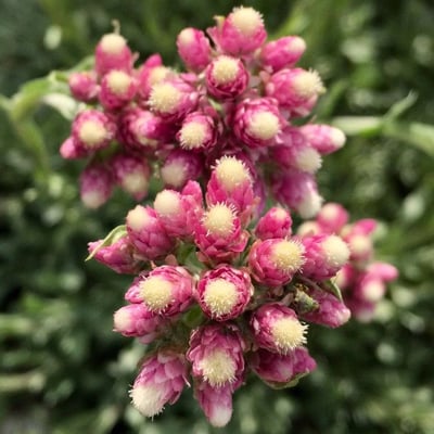 Antennaria rosea — flower