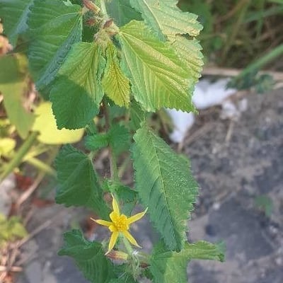Waltheria indica — flower