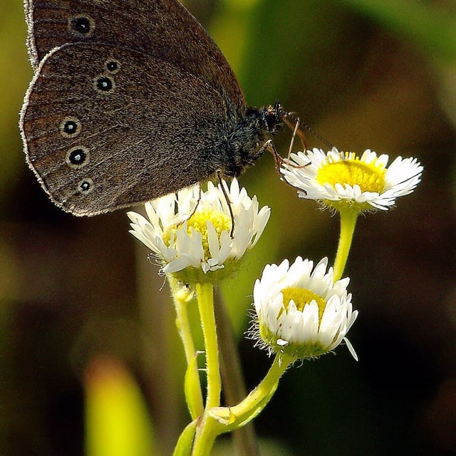 Erigeron annuus — flower