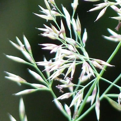 Calamagrostis varia — flower