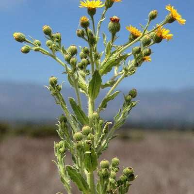 Heterotheca grandiflora — flower