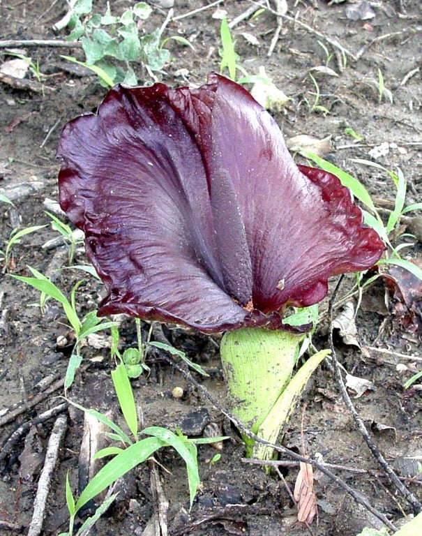 Anchomanes difformis